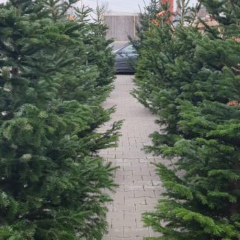 Brad natural de Craciun 300-350cm